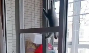 三只小奶猫不安分，竟然能贴着玻璃爬上去，主人：你们是蜘蛛侠吗