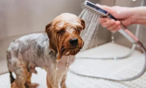 小狗打完疫苗多久后可以洗澡