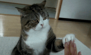猫用手拍你代表什么