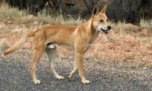 澳洲野犬能否和人亲近