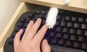 键盘上出现一只猫爪子，低头一看被萌到，猫：为什么不理宝宝