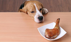 狗能吃鸡肉吗