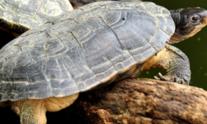 黄喉拟水龟公母哪个贵