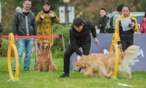 世界犬业联盟中国赛在长春举行，吸引众多参赛者