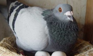 小鸽子多久能下蛋繁殖