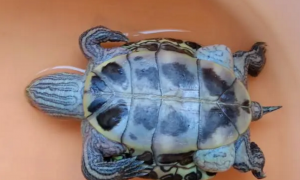 乌龟死亡的姿势图片