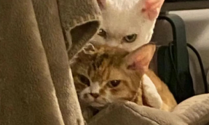 网友下班回家晚了，被两只猫咪这样迎接...真是有点怕怕哦！