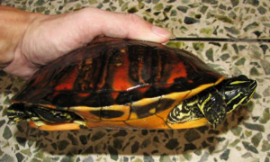 火焰龟饲养方法