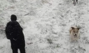 男子在雪地上遛两狗，实际还暗藏第三只狗，众网友找到崩溃...