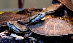 花面侧颈龟能长多大