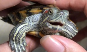 乌龟张嘴呼吸怎么回事