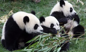大熊猫的趣味百科：你不知道的十个有趣的事实
