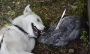 哈士奇遇见兔子后，一个劲的示好，但是兔子却被吓得瑟瑟发抖