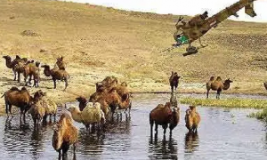 澳洲大火致5亿野生动物死亡！还要再杀1万骆驼？原因：喝水太多
