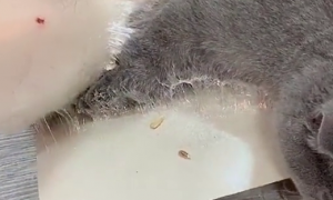 小猫被粘鼠板粘到了怎么处理