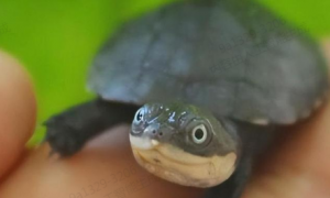 沼泽龟是深水龟吗