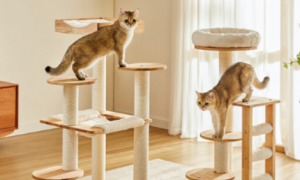为猫咪打造的专属天堂：兽牌猫爬架
