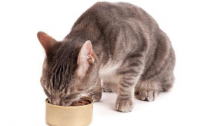 为什么猫咪什么都吃