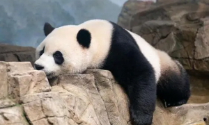我国已实现对旅外大熊猫生活状况评估全覆盖