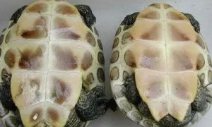 中华田园龟怎么分公母图片
