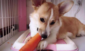 狗能吃胡萝卜吗