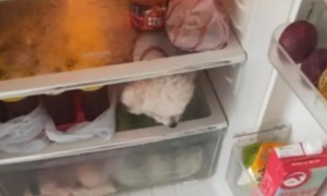 冰箱里有颗“毛茸茸”的头，它还不肯出来，上辈子是北极熊吧