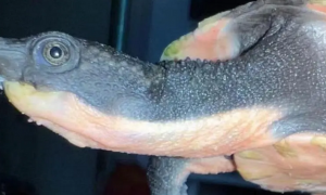 桃红侧颈龟是保护动物吗