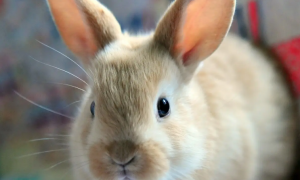 兔子能活到几岁?