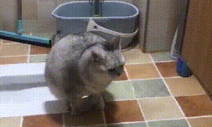 猫咪在厕所蹲坑，完事后还扒拉几下，猫：老祖宗的规矩不能忘