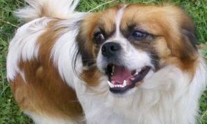 京巴狗患了绝症，狗主人前后花费近10万元为其治病