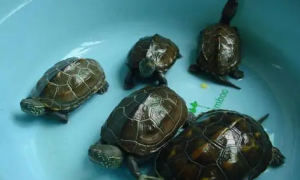 中华田园龟是水龟还是陆龟