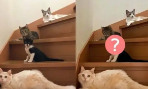 奴才想上楼，结果却在楼梯处被家里的四大猫天王堵住！