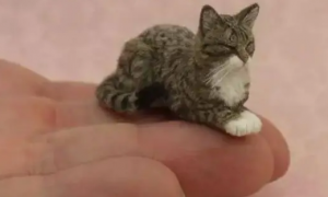 手指猫是真的吗