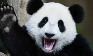 大熊猫“科念”啃咬口罩？成都大熊猫繁育研究基地：并未误食