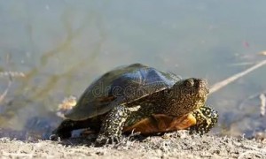 沼泽龟是深水还是浅水龟