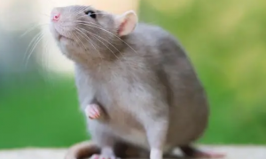 老鼠能忍受30℃的高温吗