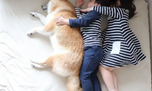 超萌，日本一只柴犬喜欢陪两个小主人睡觉，各种睡姿太温馨了