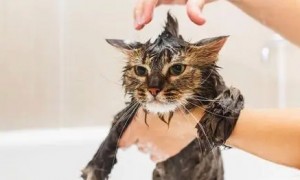 小猫多大可以洗澡