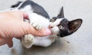 幼猫喜欢咬人抓人怎么办