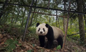 重建大熊猫家园，守护野生大熊猫最后的庇护所