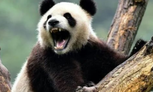 大熊猫的咬合力真的仅次于北极熊吗？