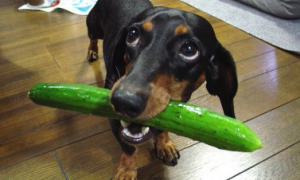 狗能吃黄瓜吗
