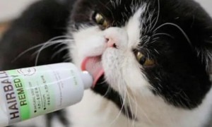 营养膏猫咪多久喂一次
