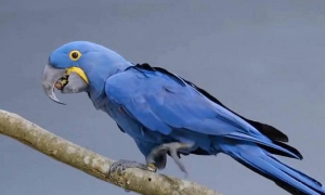 淡蓝色羽毛的鸟叫什么