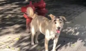 网友偶遇一只流浪狗，承包了一年笑点，原来狗子没眉毛是有原因的