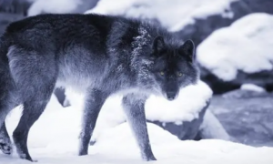 西伯利亚狼是保护动物吗