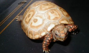红腿陆龟怎么辨别公母