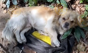 流浪狗被塞垃圾袋任其自生自灭，获救那一刻，它眼泪流下来