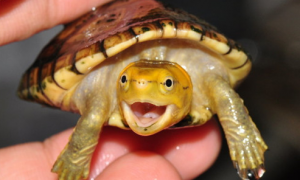 白唇蛋龟多大可以繁殖