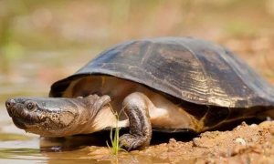 沼泽龟多大可以深水养